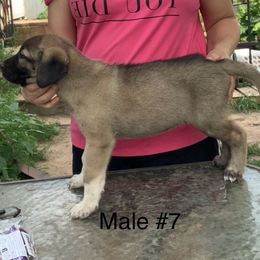 Boy 7 - Fawn male Anatolian Shepherd Dog puppy in Daggett, Michigan from T&S Anatolians