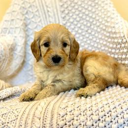 Blue Moon - Apricot male Goldendoodle puppy in Stockton, California from Port City Doodles