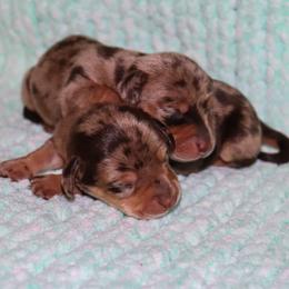 Braxton - Dapple male Dachshund puppy in Coldwater, Mississippi from Mississippi Shorties Miniature Dachshunds