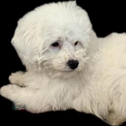 Olivia - White female Poodle puppy in Pueblo West, Colorado from Little Paws Poodles
