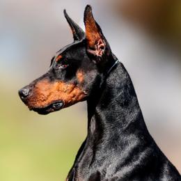 Sam - Doberman Pinscher