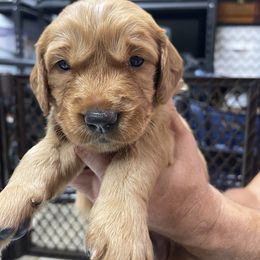 Boy 1 - Dark golden Golden Retriever puppy in Lake Winnebago, Missouri from Hunt 'Em Up Goldens