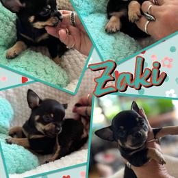 Zaki - Black and tan male Chihuahua puppy in South Charleston, Ohio from Fine Whines & Lickers