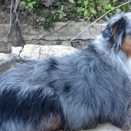 Miniature Australian Shepherds from Spunk Creek Farm