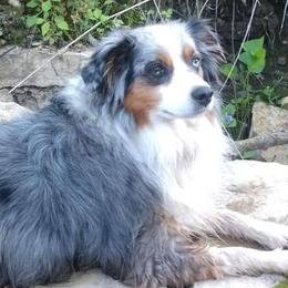 Miniature Australian Shepherds from Spunk Creek Farm