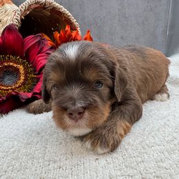 George - Chocolate male Australian Labradoodle puppy in Denton, Texas from Liberty Hill Labradoodles