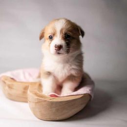 American Corgi and Pembroke Welsh Corgi Puppies from Constellation Corgi