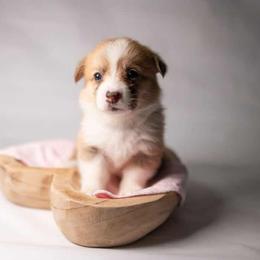 American Corgi and Pembroke Welsh Corgi Puppies from Constellation Corgi