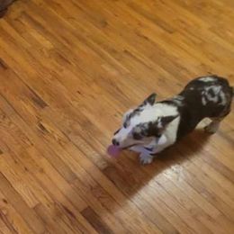 Cardigan Welsh Corgis from Bluegrass Belties Farm and Orchard
