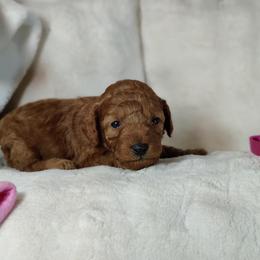 Girl 1 - female Poodle puppy in Westfield, North Carolina from Legacy Pets