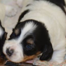 Dachshunds from Desi’s Mini Dachshunds