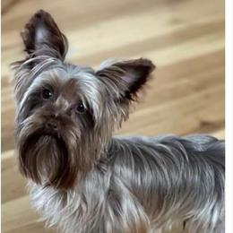 Givenchy - Yorkshire Terrier