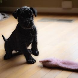 Ember-Baby Blue Collar - Black female Giant Schnauzer puppy in Bessemer, Alabama from The Copper Cottage Canines