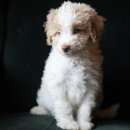 Rosalie - Cream female Aussiedoodle puppy in Millville, California from Hope Lane Kennels