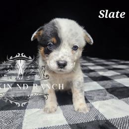 Slate - Blue male Australian Cattle Dog puppy in Silsbee, Texas from Rockin ND Ranch