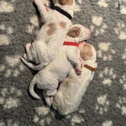 Bernedoodle and Goldendoodle Puppies from Colorado Springs Doodles