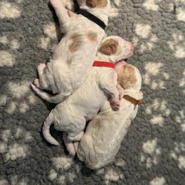 Bernedoodle and Goldendoodle Puppies from Colorado Springs Doodles