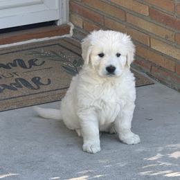Golden Retriever Puppies from Celtic Pride Goldens