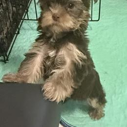 Lucky AKC - Chocolate and tan male Yorkshire Terrier puppy in Labelle, Florida from Chocolate and Parti Yorkies in Florida