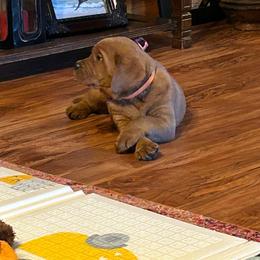 Girl 5 - Yellow Labrador Retriever puppy in Monticello, Arkansas from Wings N Whistles