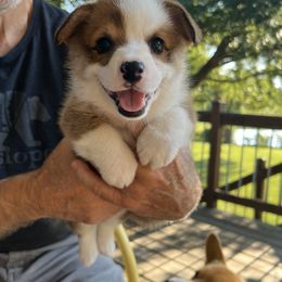 Pembroke Welsh Corgi Puppies from Dog Creek Corgis