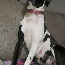 Great Danes from Sacandaga Danes
