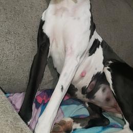 Great Danes from Sacandaga Danes