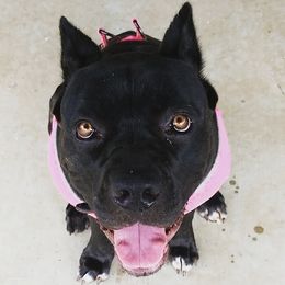 Bella - Cane Corso
