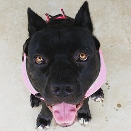 Bella - Cane Corso