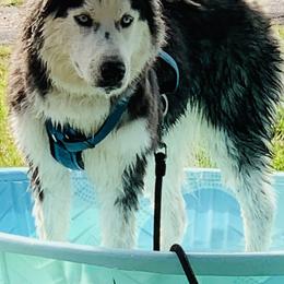 Siberian Huskies from Husky Acres