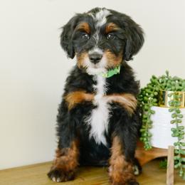 Jimmy - male Australian Mountain Doodle puppy in Spanish Fork, Utah from K Brand Doodles