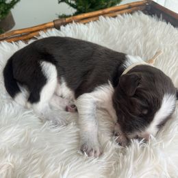 Denali - White and red male Bordoodle puppy in Valley Center, California from Circle R Valley Bordoodls