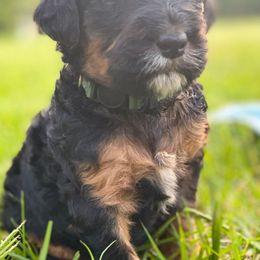 Bernedoodles from East Texas Doodles