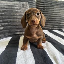 Rita - Chocolate and tan female Dachshund puppy in Waycross, Georgia from Southern Paws