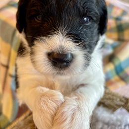 Aussiedoodle Puppies from Sugar Creek Oodles
