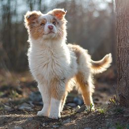 TADASHI - Red merle Australian Shepherd puppy in Mountain View, Missouri from Haven Aussies