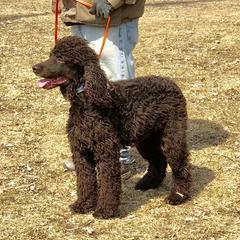 Teal - Irish Water Spaniel