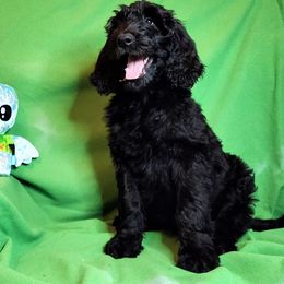 Riggs - Black Goldendoodle puppy in Sarasota, Florida from Oodles of Poodles and Doodles