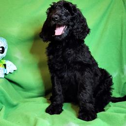 Riggs - Black Goldendoodle puppy in Sarasota, Florida from Oodles of Poodles and Doodles