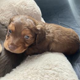 Mousse - Chocolate and tan male Dachshund puppy in Trenton, Florida from Tweenie Weenie Dachshunds