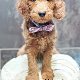Valentin - Apricot male Goldendoodle puppy in Pasco, Washington from Camp Doodle Woods
