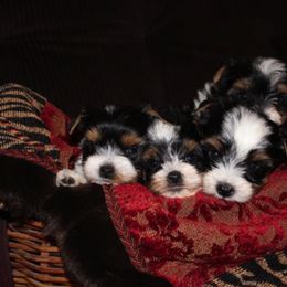 Biewer Terrier Puppies from Magical Biewers