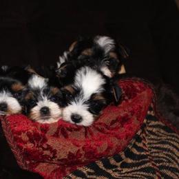 Biewer Terrier Puppies from Magical Biewers