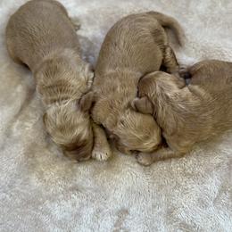 Male 5 - Cream male Australian Labradoodle puppy in Morristown, New Jersey from English Manor Labradoodles