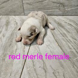 Ella f6 - Red merle female Australian Shepherd puppy in Arbela, Missouri from County Line Aussies