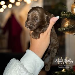 Charlie Brown - Brown male Cockapoo puppy in 77304, Texas from Little Valley Puppies