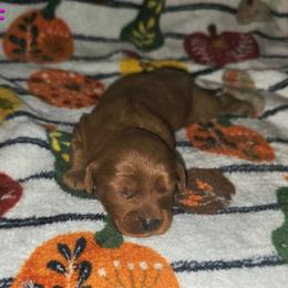 Ali - Red female Cavapoo puppy in Copan, Oklahoma from Lebel Cavapoos