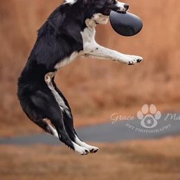 Border Collies from Megan's Border Collies