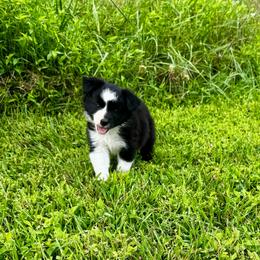Winston - Black & white male Miniature Australian Shepherd puppy in Mount Carmel, Tennessee from Hill Top Mini Aussies