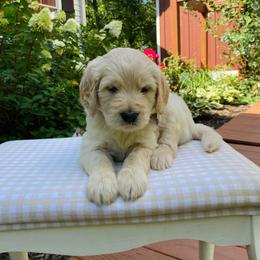 Toby- tan - Apricot male Goldendoodle puppy in Carlton, Minnesota from Lakeside Doodles MN
